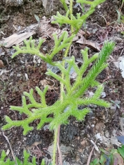 Lycopodium japonicum