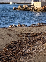 Anas platyrhynchos domesticus