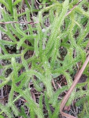 Lycopodium japonicum
