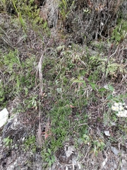 Lycopodium japonicum