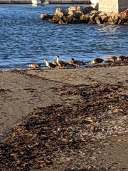 Anas platyrhynchos domesticus