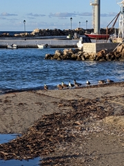 Anas platyrhynchos domesticus