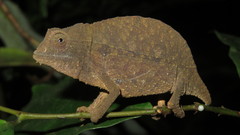 Rieppeleon brevicaudatus