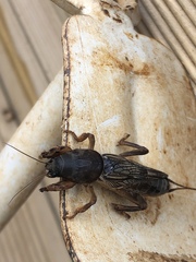 Gryllotalpa africana