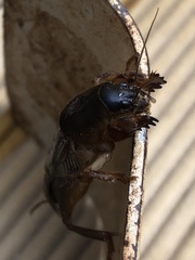 Gryllotalpa africana