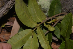 Flindersia bennettii