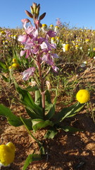 Cyanella orchidiformis