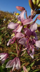 Cyanella orchidiformis