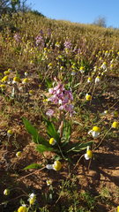 Cyanella orchidiformis