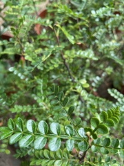 Zanthoxylum beecheyanum