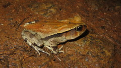 Sclerophrys brauni