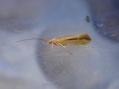 Limnephilus vittatus