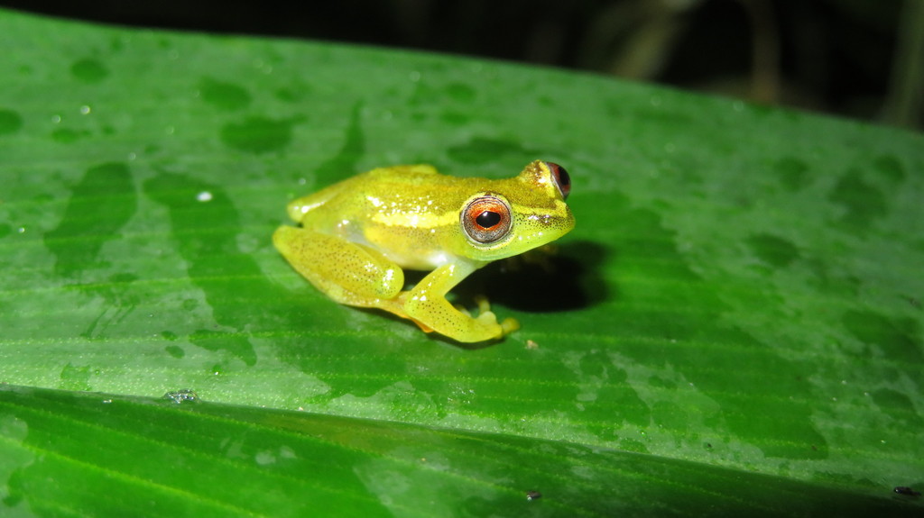 Burgess' Reed Frog
