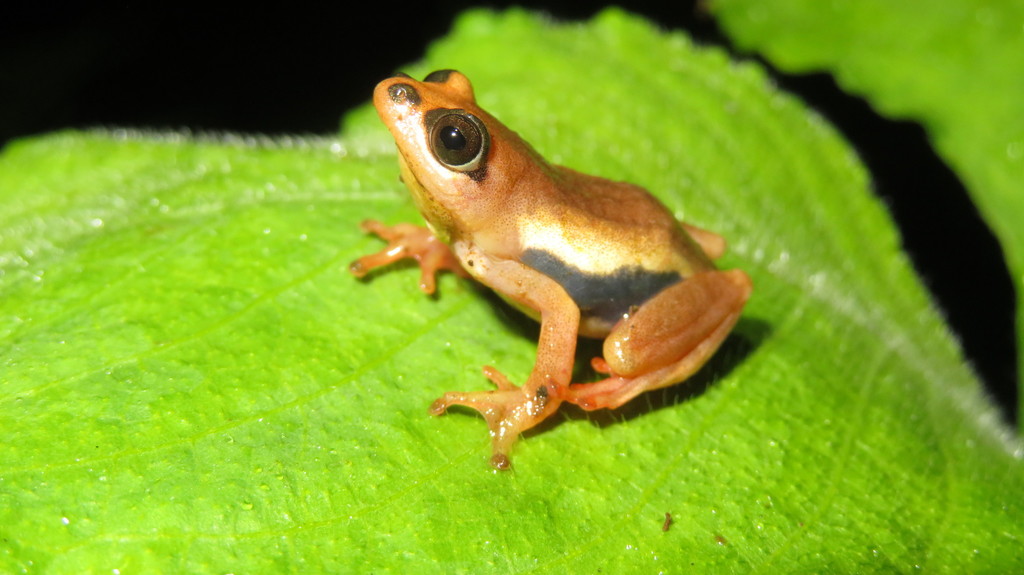 Maria's Reed Frog