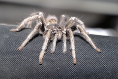 Harpactirinae