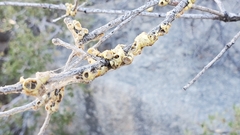 Cerococcus quercus