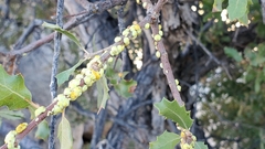 Cerococcus quercus
