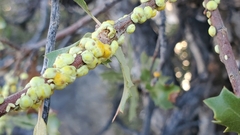 Cerococcus quercus