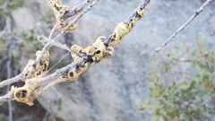 Cerococcus quercus