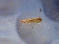 Limnephilus vittatus