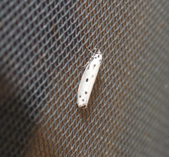 Ethmia heptasema