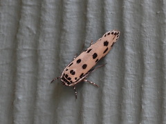Ethmia sphaerosticha