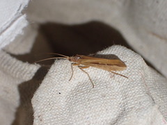 Limnephilus vittatus