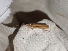 Limnephilus vittatus