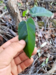 Sterculia quadrifida