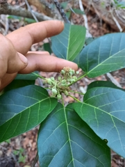 Sterculia quadrifida