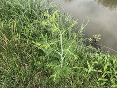 Conium chaerophylloides