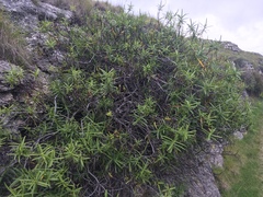 Veronica stenophylla stenophylla