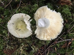 Russula occidentalis