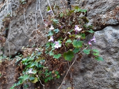 Cymbalaria muralis