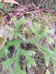 Lycopodium japonicum