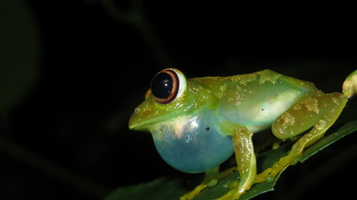 Barbour's Tree Frog, Leptopelis grandiceps