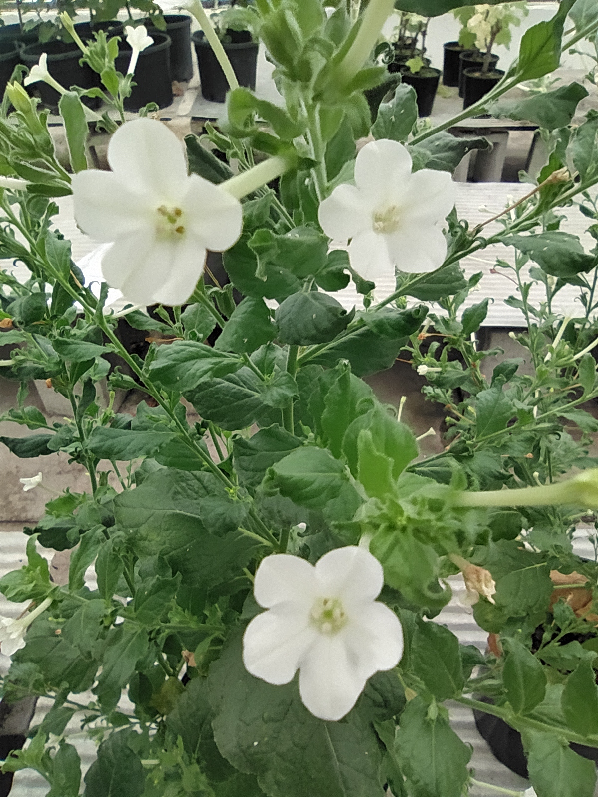 Nicotiana benthamiana · iNaturalist