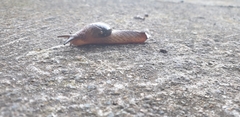 Stanisicarion freycineti