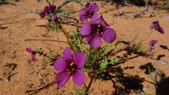 Diascia pachyceras