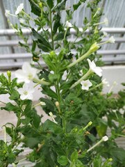 Nicotiana benthamiana