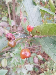 Photinia parvifolia