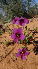 Diascia pachyceras