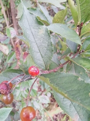 Photinia parvifolia