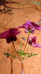 Diascia pachyceras
