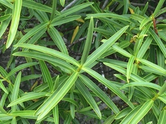 Veronica stenophylla stenophylla