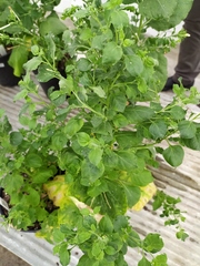 Nicotiana benthamiana