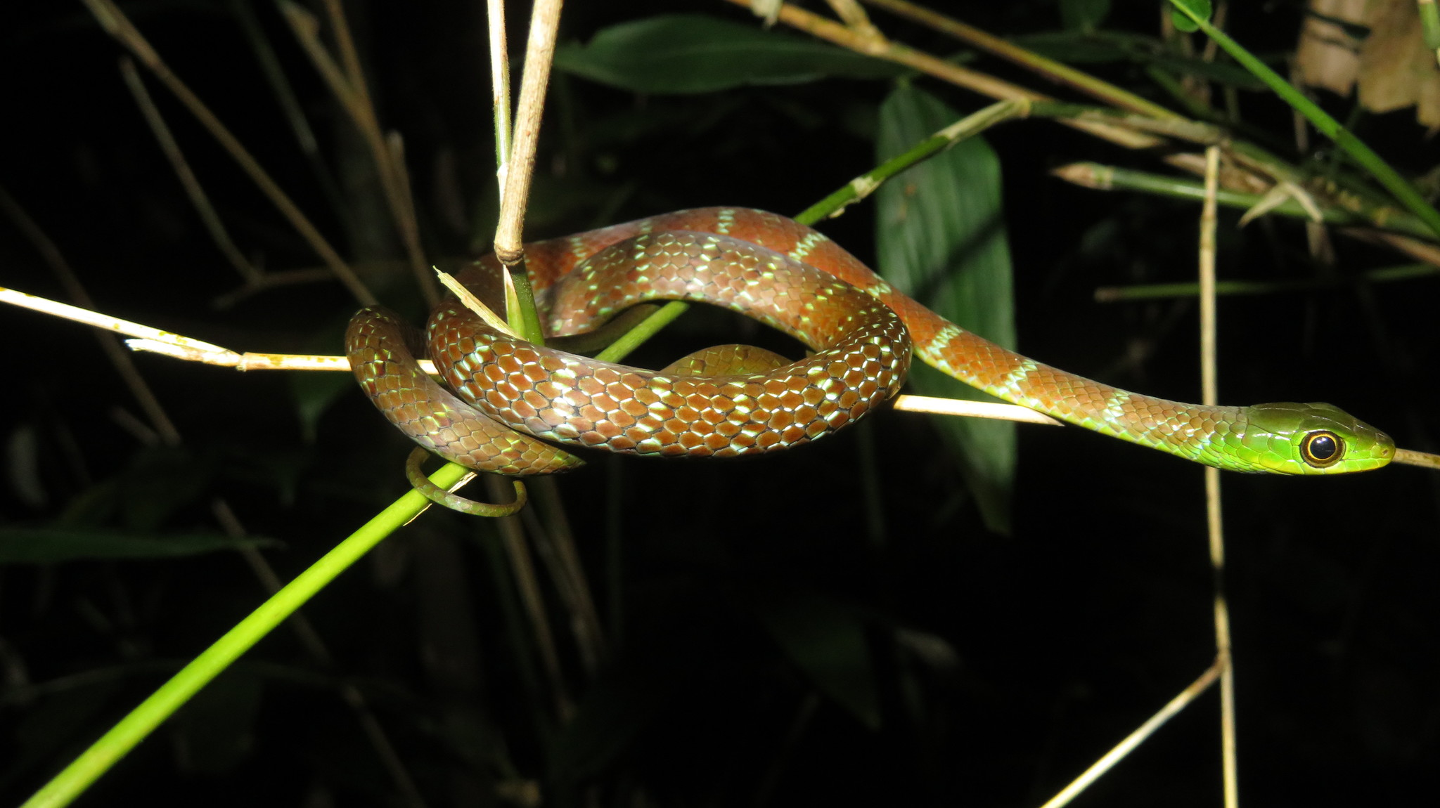 10 Friendly Looking Snakes (Some Harmless, Some Deadly) – Snake Radar