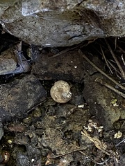 Paxillus rubicundulus