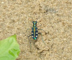 Cosmodela virgula