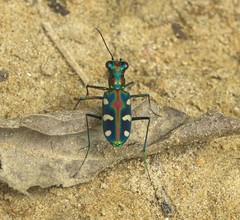 Cosmodela virgula